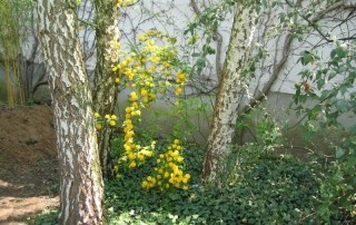 Bouleaux à ma maison de campagne