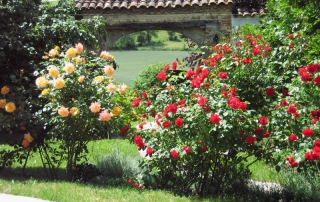 Rosiers et massif de fleurs dans la cour intérieure au bord de la piscine