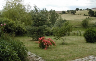 Buisson de rosier rouge à ma maison de campagne