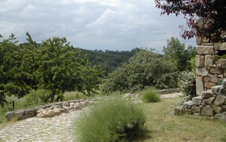 Bouquet de lavande en bordure du chemin pavé de ma maison de campagne 