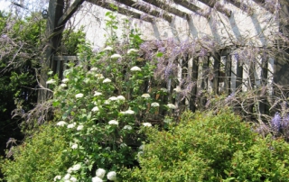 Glycine sur la terrasse en bois