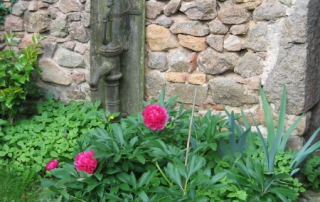 Pivoines devant une vieille pompe à eau