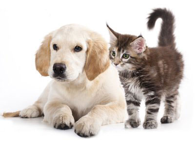 Les compagnons à pattes sont autorisés à Ma Maison de Campagne