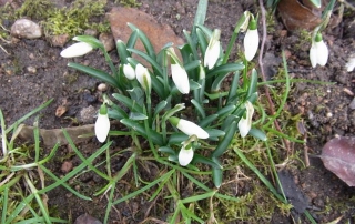 Perces neige au bord de la marre dans le jardin