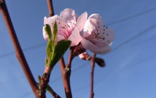 Fleurs du pêcher à l'entrée de la maison au bord de la route