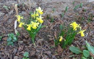 Jonquilles au bord de la marre dans la cour intérieure