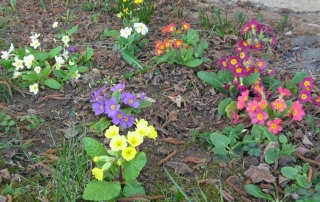 Primevères au printemps. Massif le long de la maison vers la route