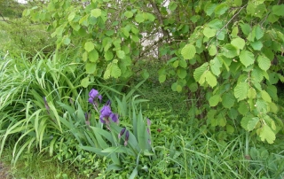 Iris dans la cour intérieure