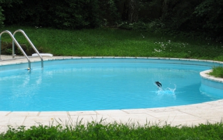 Une hirondelle au printemps venant se désaltéter dans la piscine.