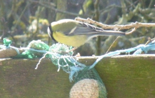 Une mésange sur la terrasse en bois dans ses habits de couleur jaune, vert et bleu