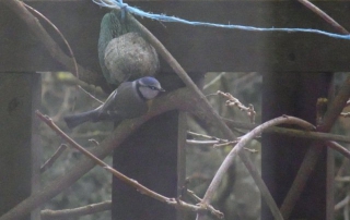 Une mésange sur la terrasse en bois dans ses habits de couleur jaune, vert et bleu
