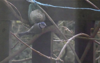 Une mésange sur la terrasse en bois dans ses habits de couleur jaune, vert et bleu