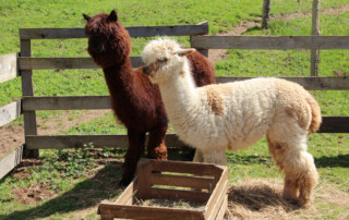 La ferme des lamas